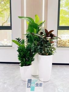 海盐写字楼办公室公共区域走道绿植租摆高中低搭配