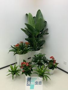 海盐办公室花卉绿植租摆简约组合
